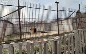 Прокуратура сообщала о смерти животных в зверинце