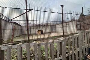 Прокуратура сообщала о смерти животных в зверинце