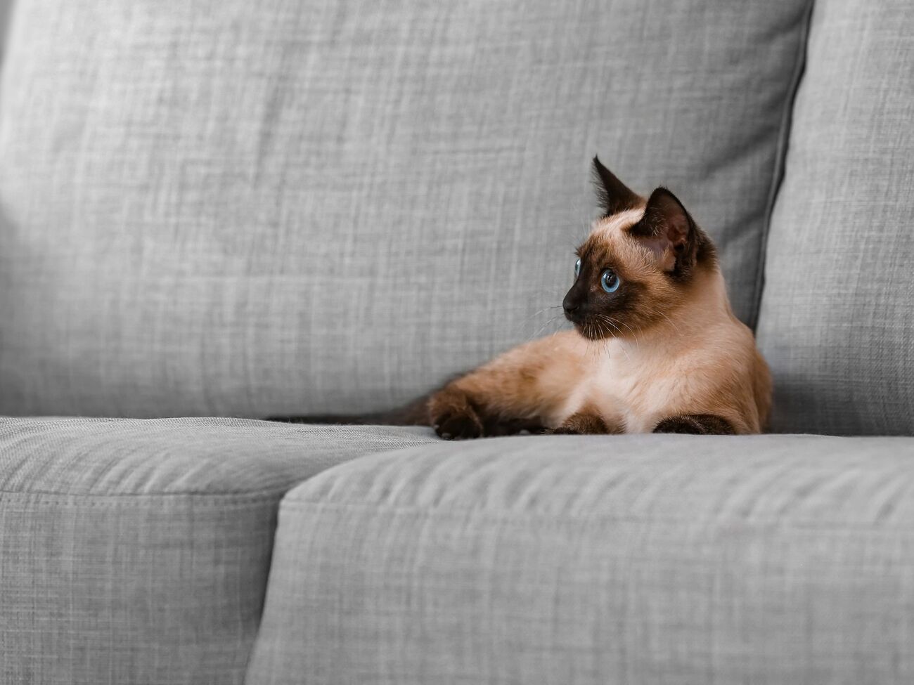 В Таиланде признали влияние кошек на экономику