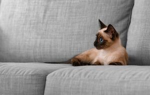 В Таиланде признали влияние кошек на экономику