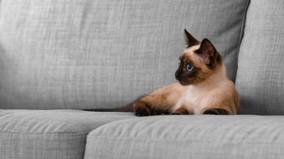 В Таиланде признали влияние кошек на экономику