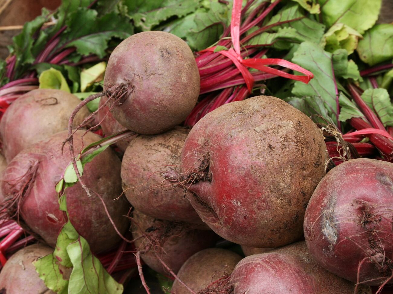 Урожай свеклы напрямую зависит от сорта