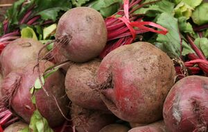 Урожай свеклы напрямую зависит от сорта