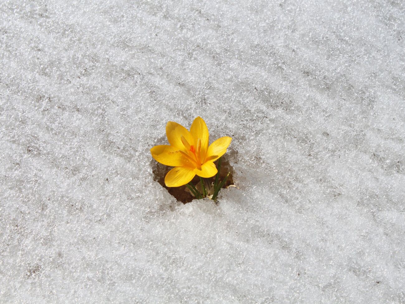 По прогнозу Диденко, 12 февраля в большинстве областях Украины будет плюсовая температура