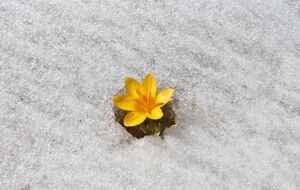 По прогнозу Диденко, 12 февраля в большинстве областях Украины будет плюсовая температура