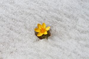 За прогнозом Діденко, 12 лютого в більшості областях України буде плюсова температура