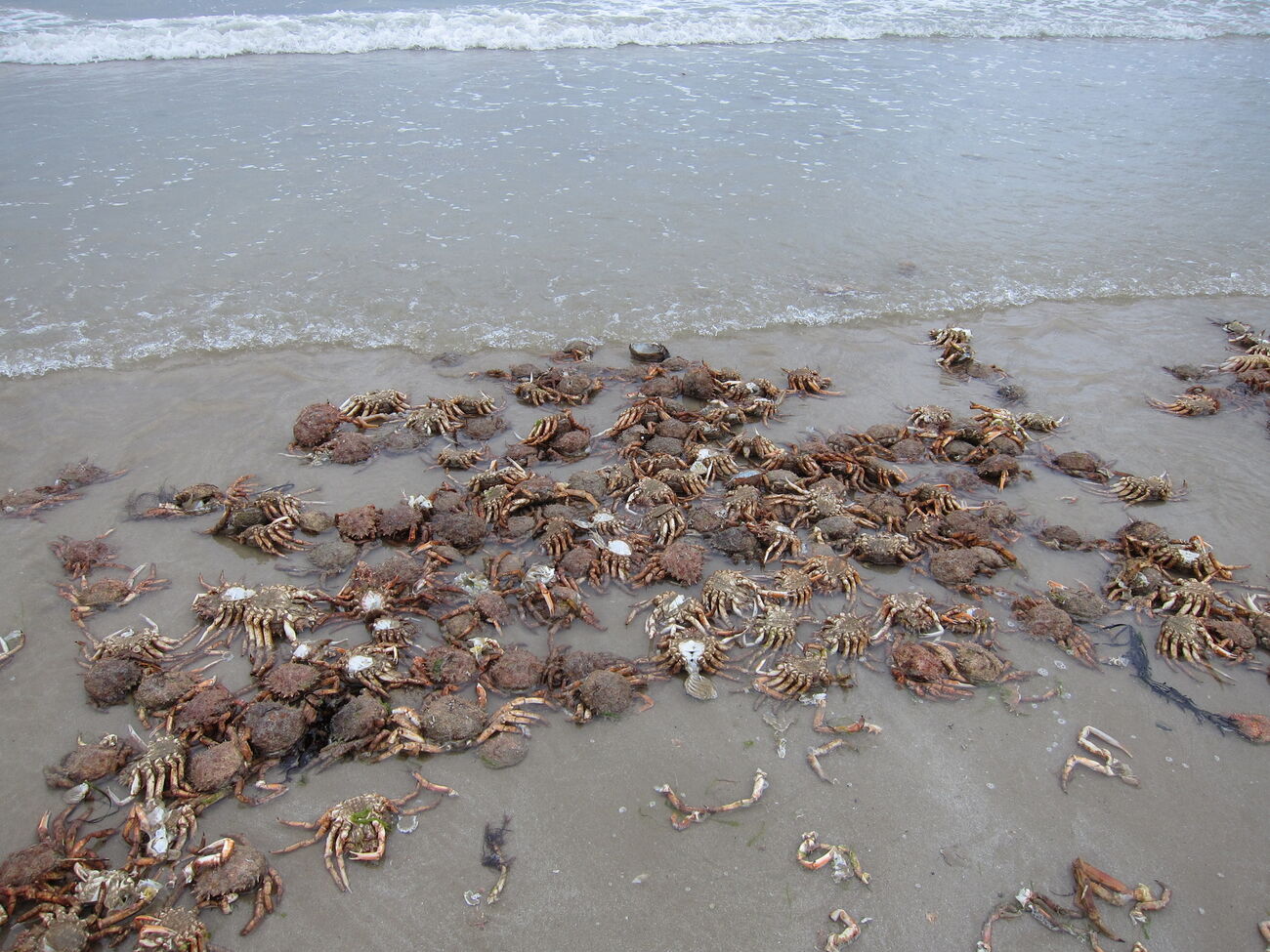 В ЦПД инцидент назвали очередным актом экологического террора РФ в Черном море