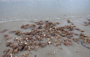 В ЦПД инцидент назвали очередным актом экологического террора РФ в Черном море