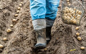 Під час саджання картоплі зайві добрива можуть зашкодити