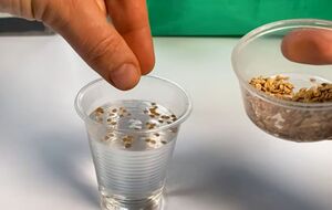 После замачивания пустые семена останутся плавать на поверхности