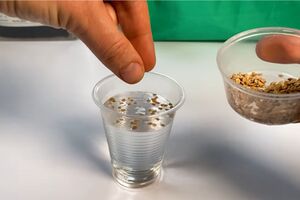 После замачивания пустые семена останутся плавать на поверхности