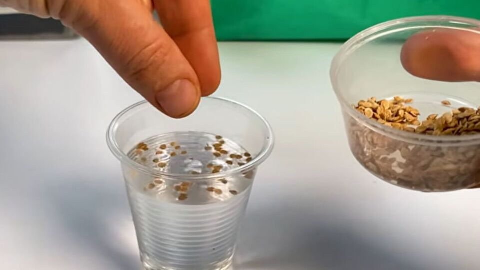 После замачивания пустые семена останутся плавать на поверхности