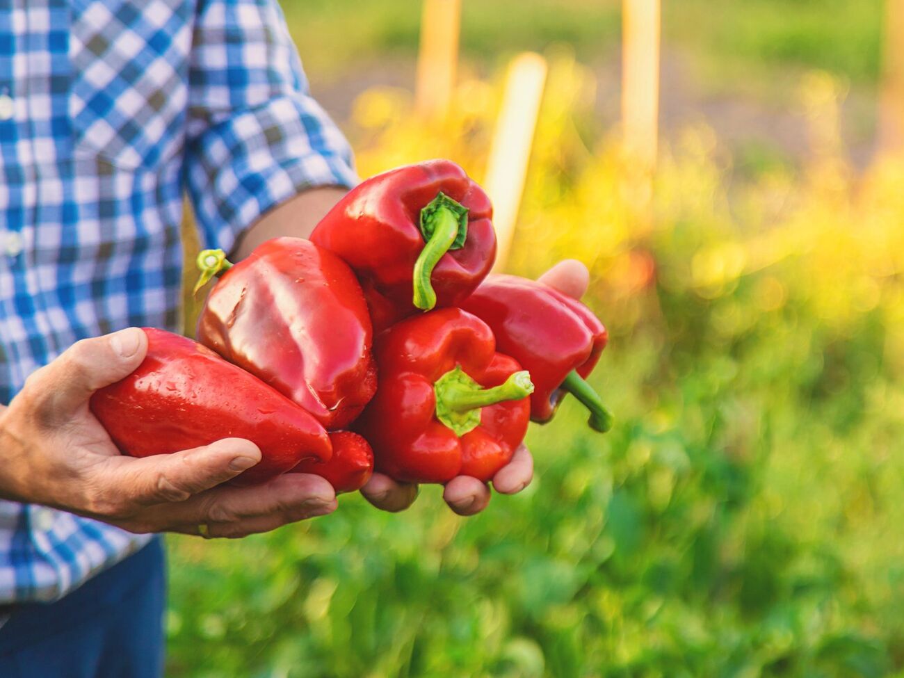 Перец некоторых сортов является особенно сочным