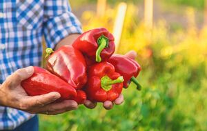 Перець деяких сортів є особливо соковитим