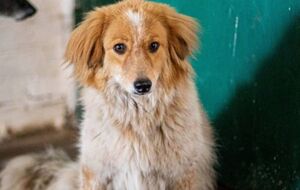 Зоозащитница объяснила, что шерсть защищает от холода, только когда она сухая