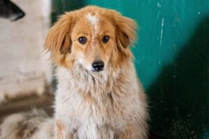 Зоозахисниця пояснила, що шерсть захищає від холоду, лише коли вона суха