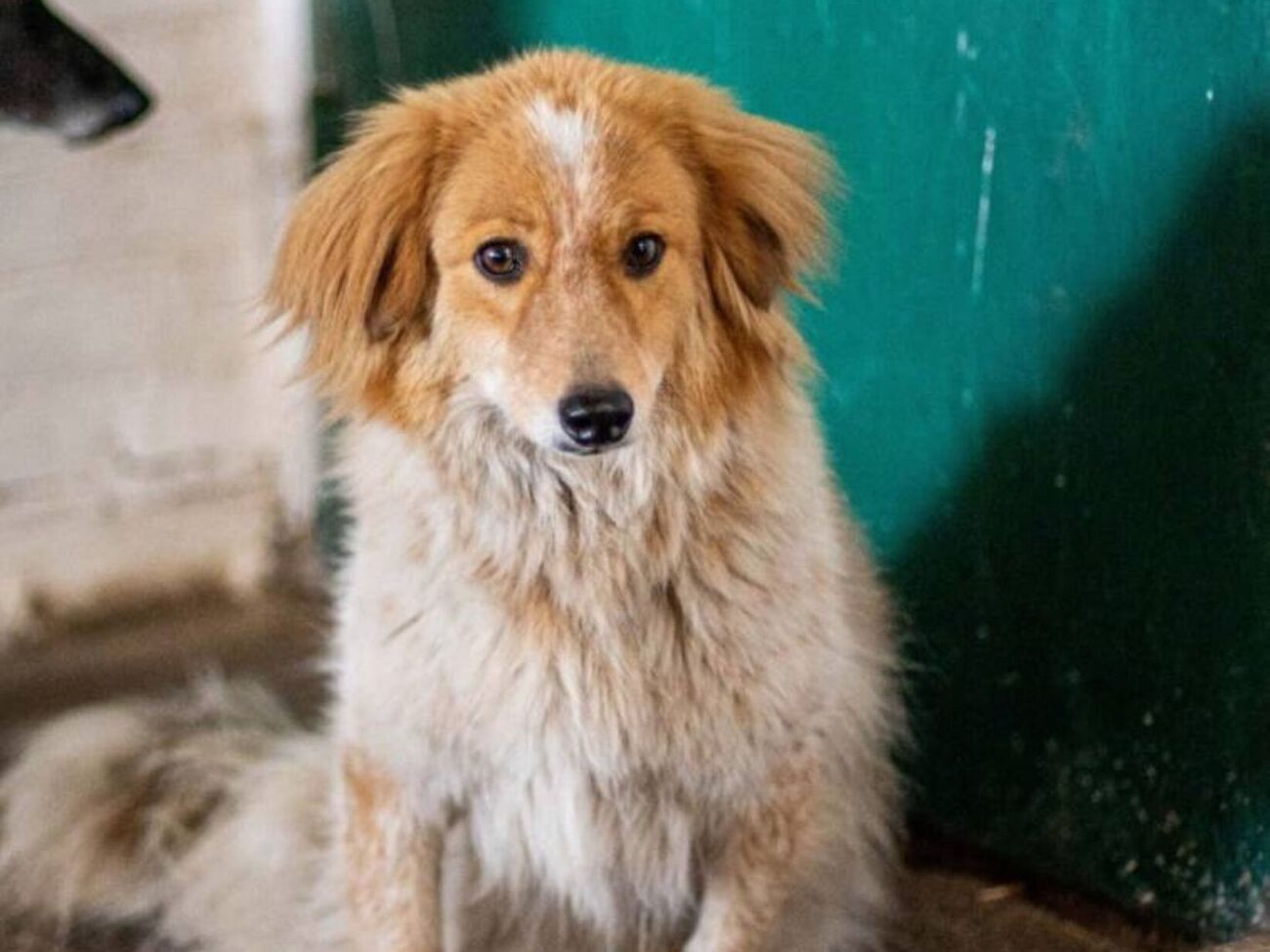 Зоозахисниця пояснила, що шерсть захищає від холоду, лише коли вона суха