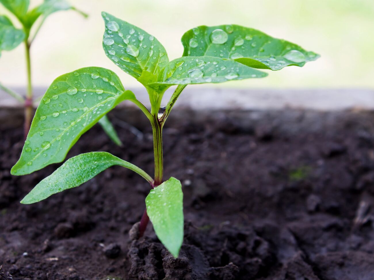 Розсада перцю проросте швидше, ніж зазвичай