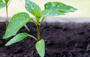 Розсада перцю проросте швидше, ніж зазвичай