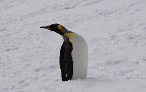 Королевские пингвины – вторые по размерам в Антарктике
