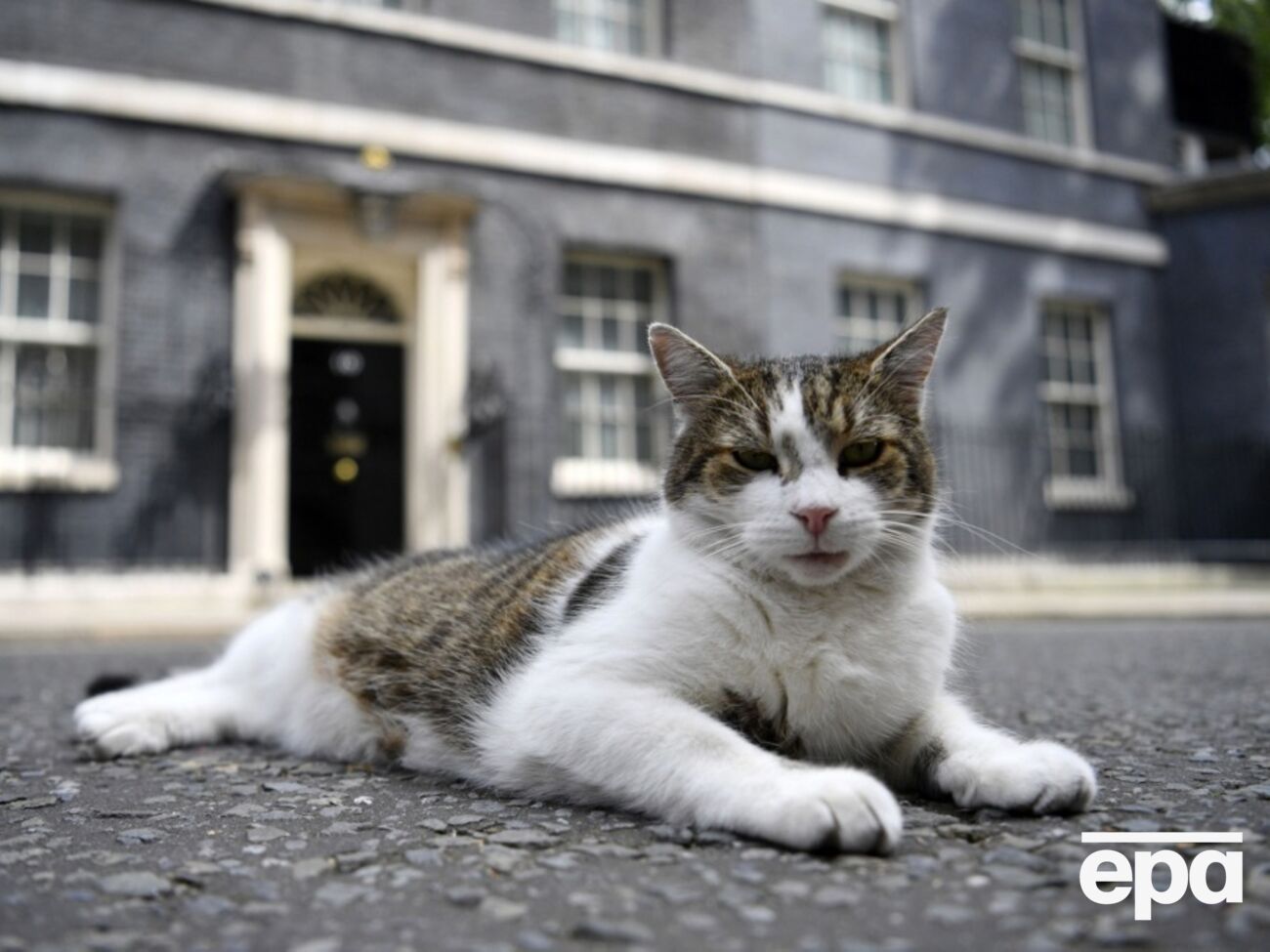 Ларрі вітає гостей, стежить за безпекою і любить відпочивати на меблях