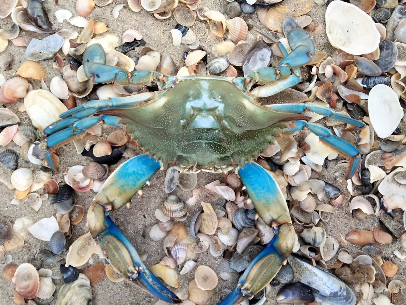 В нацпарке уже три находки экзотического инвазионного вида