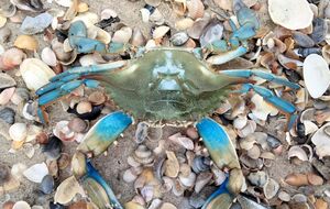 В нацпарке уже три находки экзотического инвазионного вида