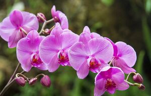 Орхідея почне активно квітнути