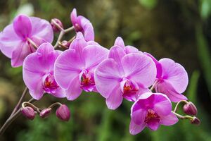 Орхидея начнет активно цвести