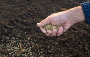 Горчица замедлит рост сорняков, а ее специфический аромат отпугнет вредителей