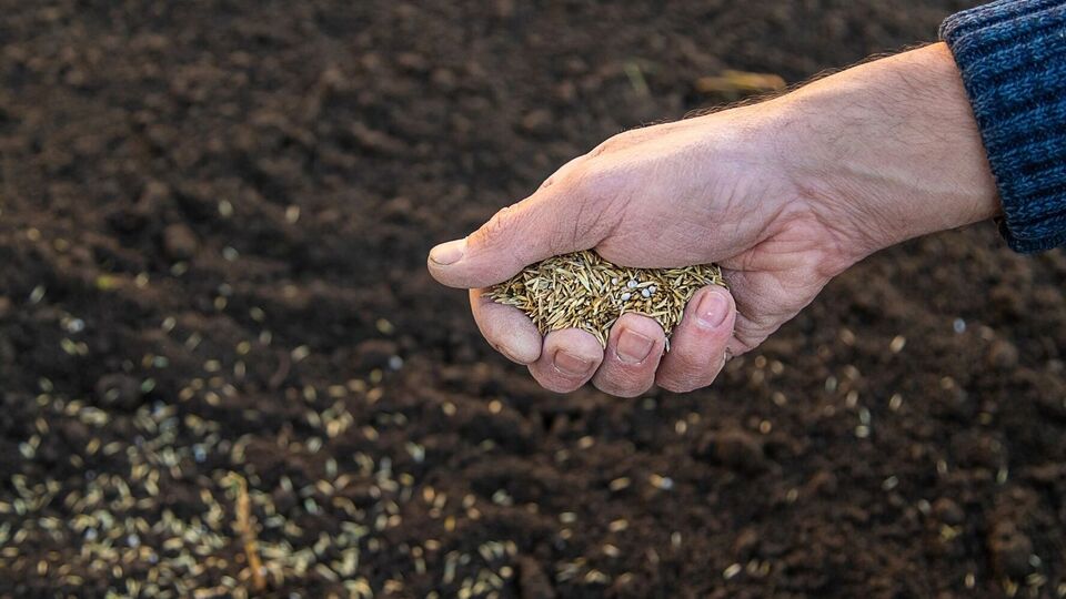 Гірчиця сповільнить ріст бур'янів, а її специфічний аромат відлякає шкідників