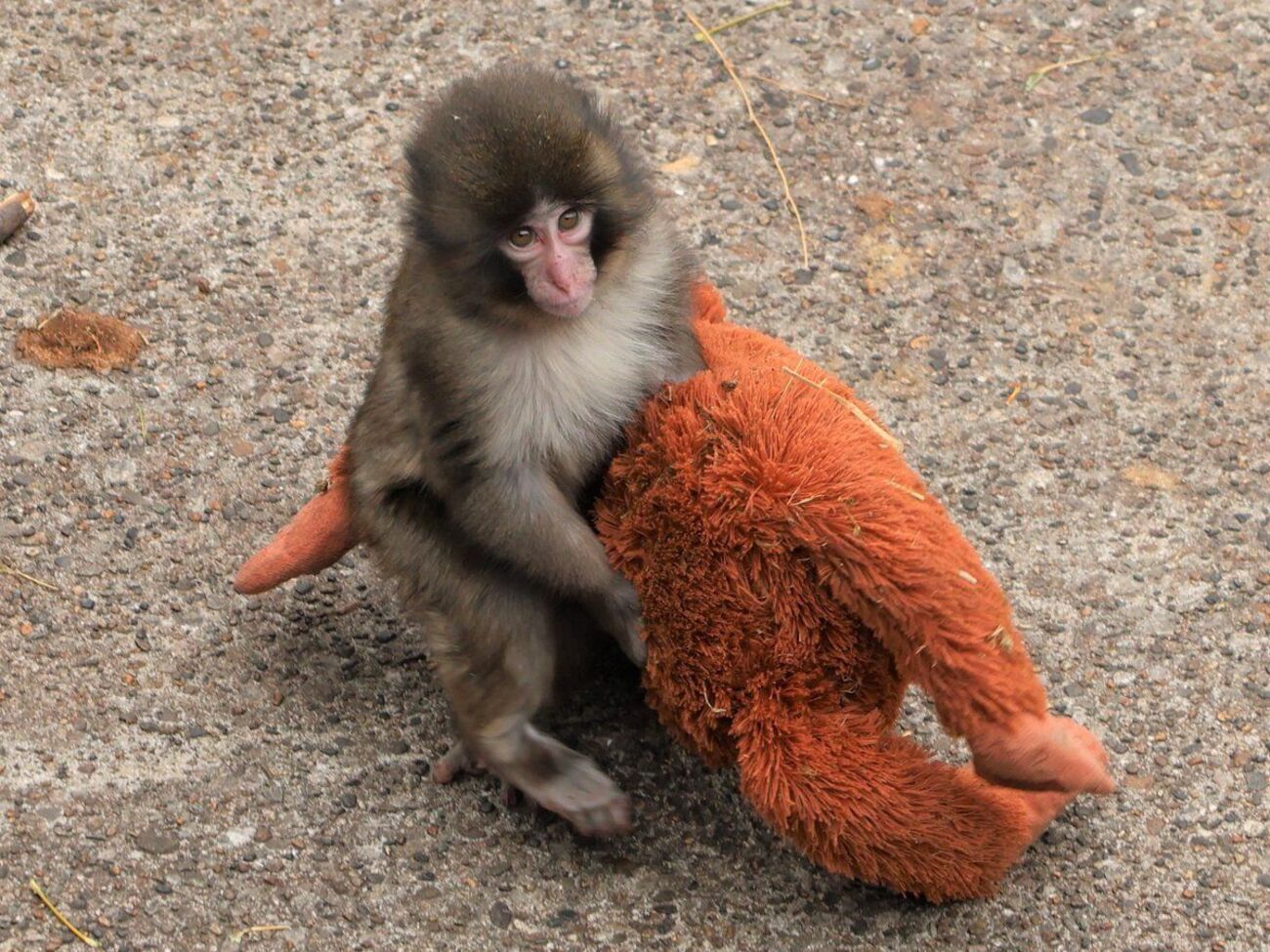 Панч стал звездой соцсетей