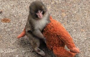 Панч стал звездой соцсетей