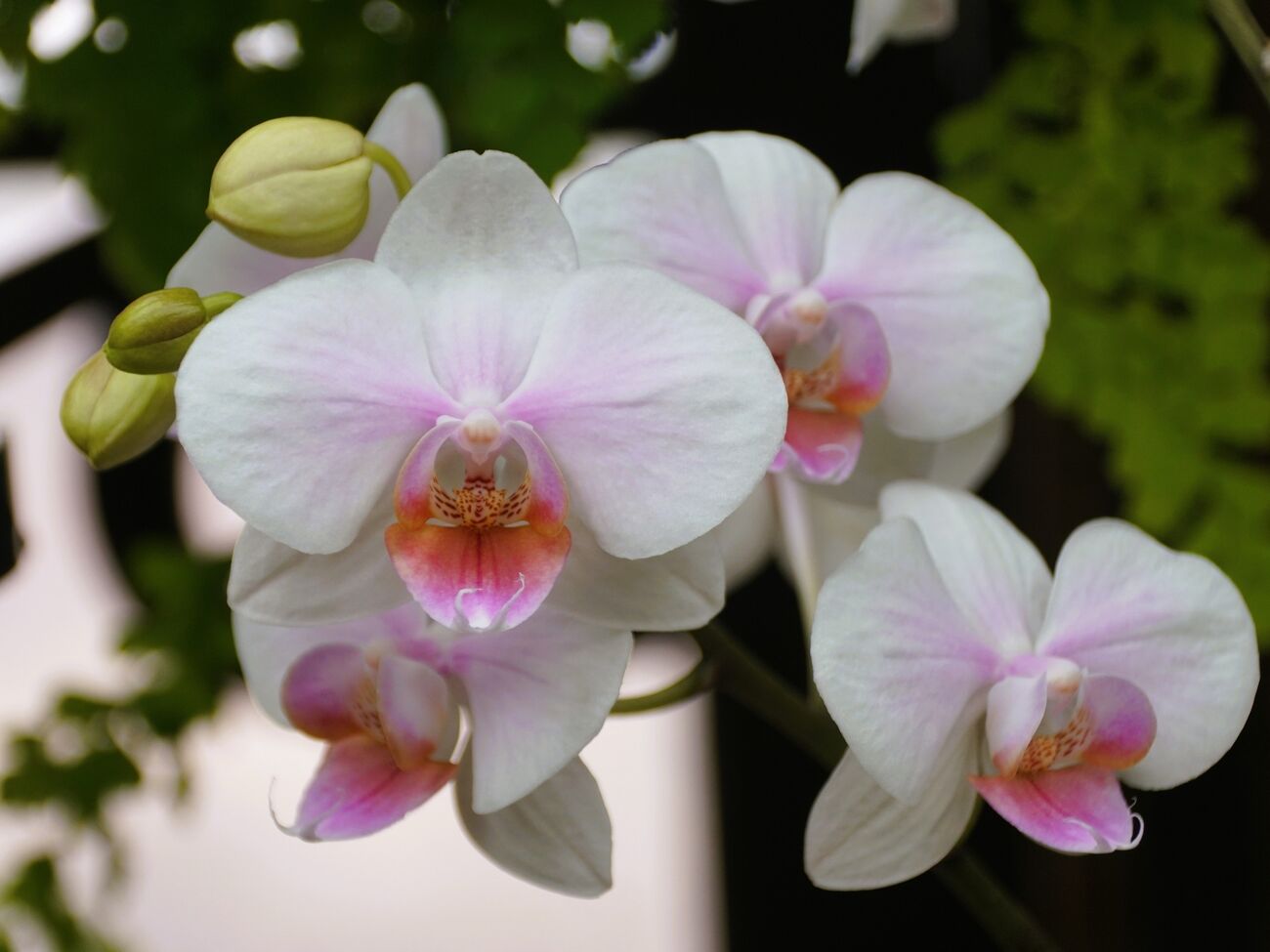 На растении появятся новые цветоносы