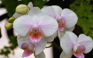 На растении появятся новые цветоносы