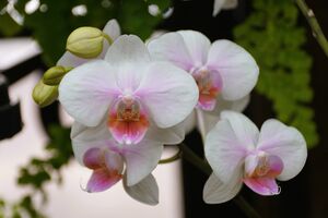 На растении появятся новые цветоносы