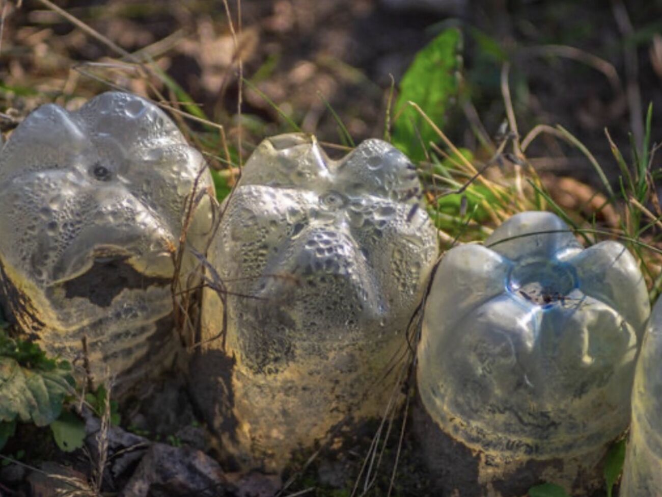 Некоторые растения можно сажать прямо в грунт под укрытие