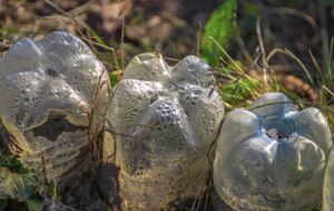 Деякі рослини можна саджати просто в ґрунт під укриття