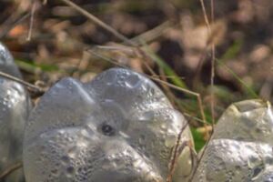 Некоторые растения можно сажать прямо в грунт под укрытие