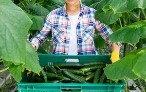 Урожай будет обильным