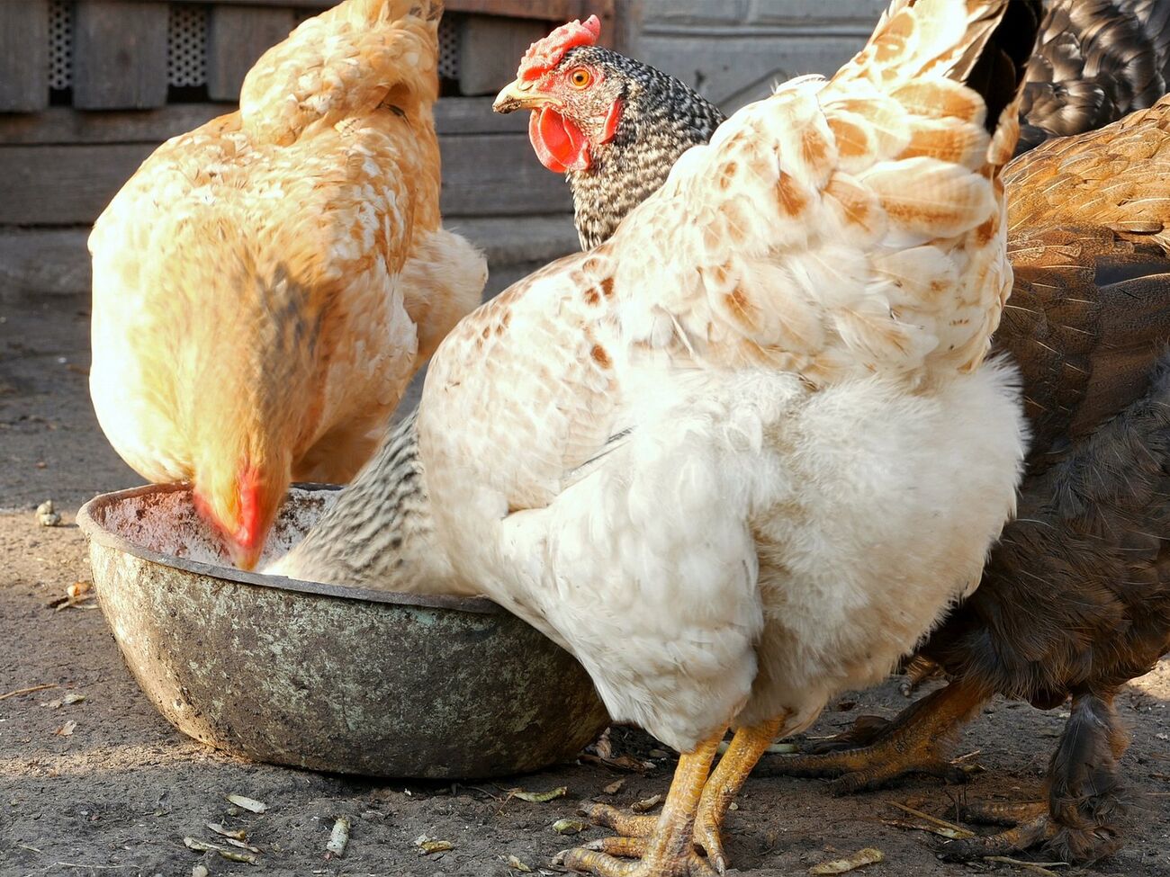 Птицевод порекомендовал давать курам в феврале во время морозов пророщенную пшеницу