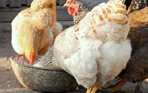 Птицевод порекомендовал давать курам в феврале во время морозов пророщенную пшеницу