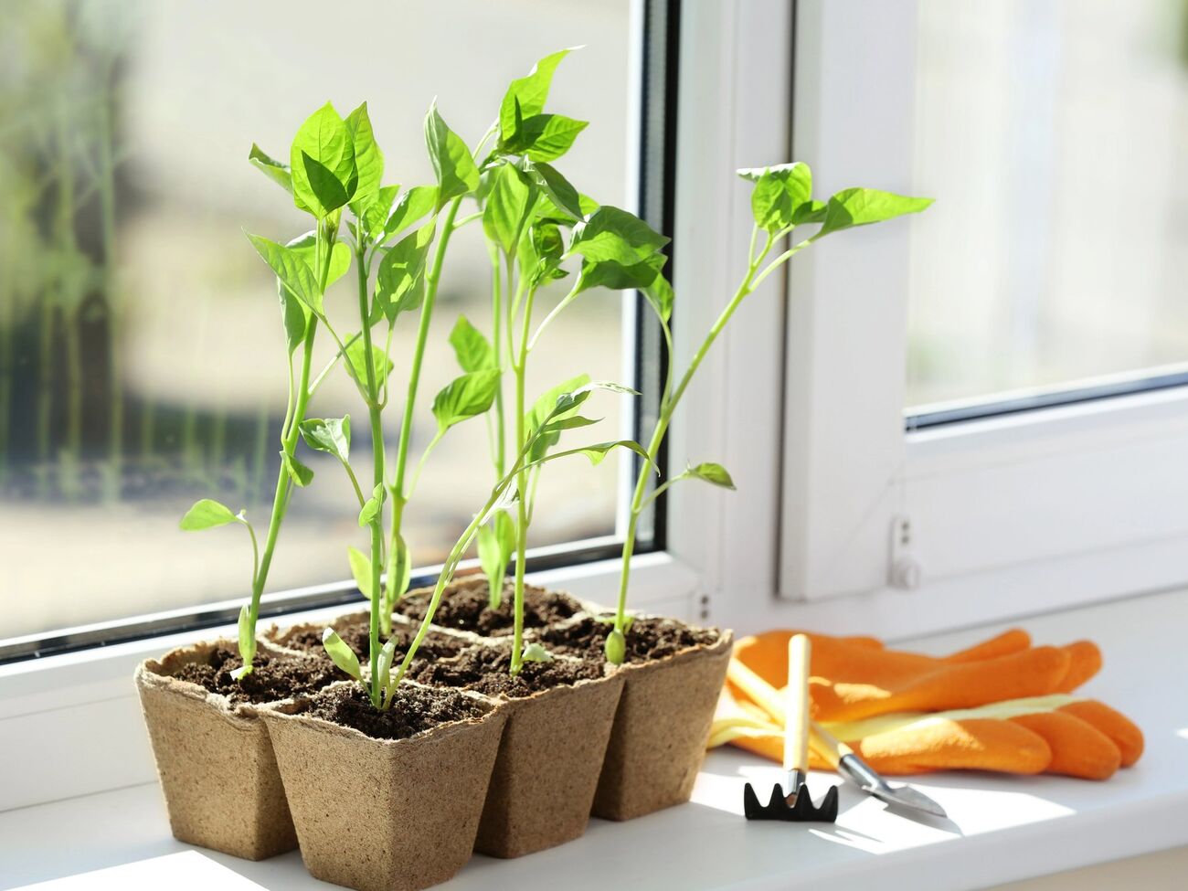 Рассаду могут активировать простые манипуляции