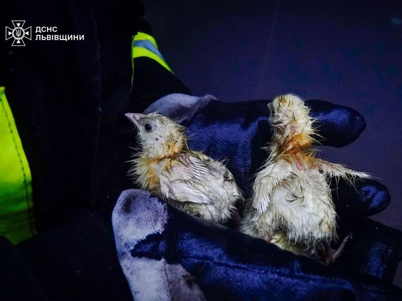 Причини й обставини загоряння зараз установлюють фахівці, повідомили рятувальники