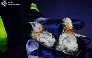 Причины и обстоятельства возгорания сейчас устанавливают специалисты, сообщили спасатели