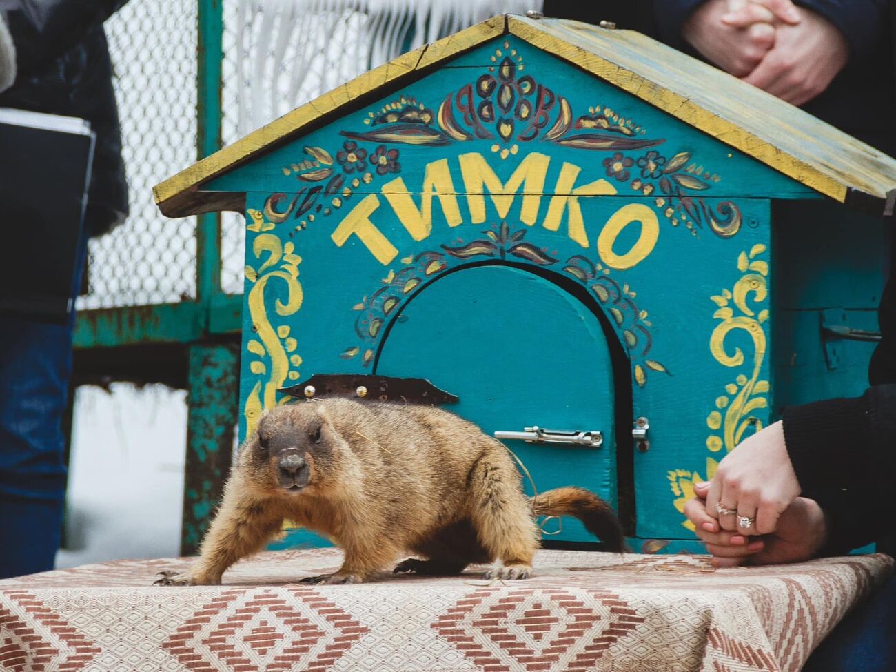 Тимка намекнул, когда будет весна