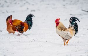 Антициклон приніс суху погоду й тягне холод просто з Арктики