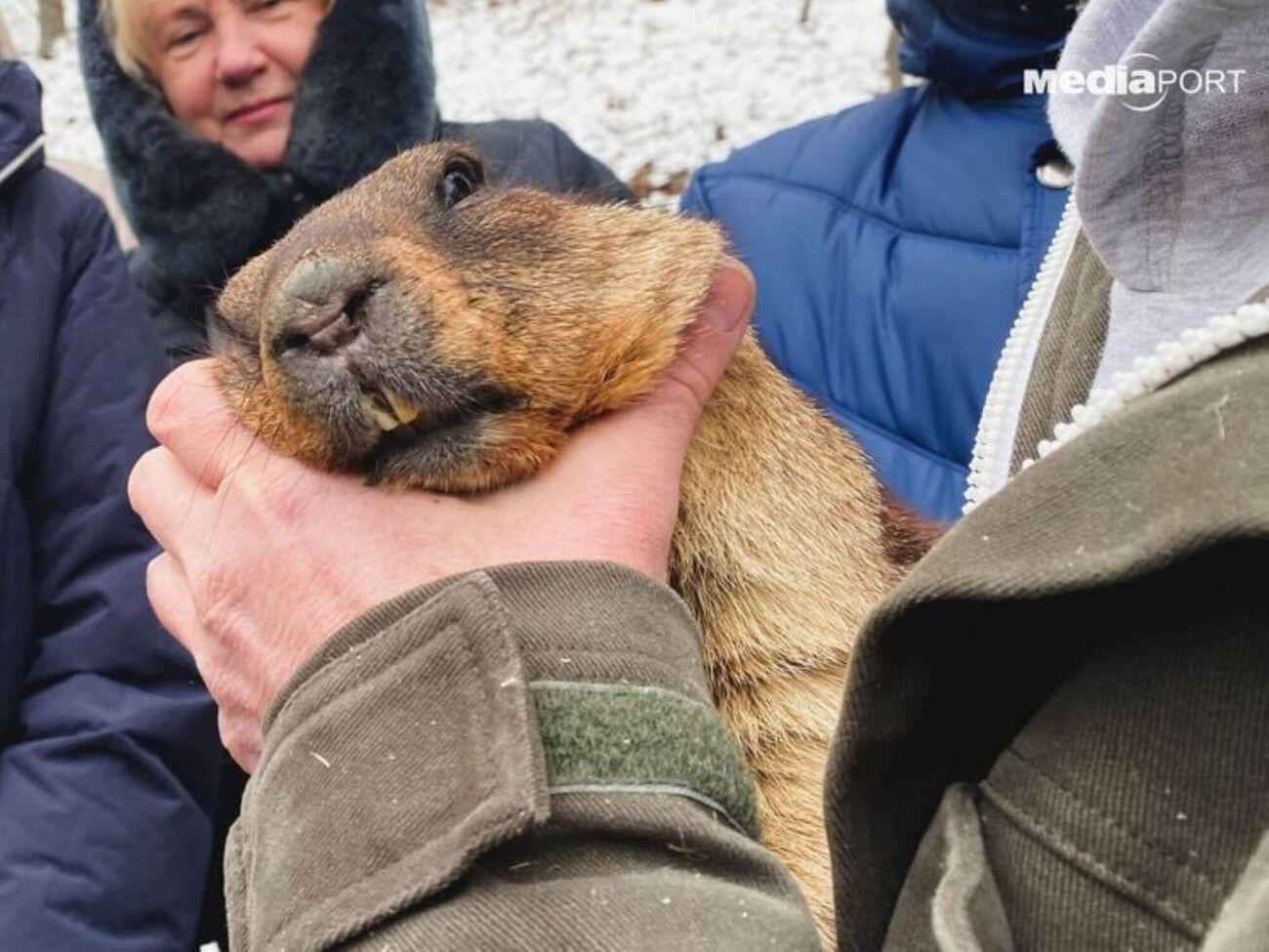 Бабак Тимко живе на біологічній станції в селищі Гайдари Зміївського району