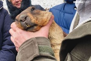 Сурок Тимка живет на биологической станции в поселке Гайдары Змиевского района
