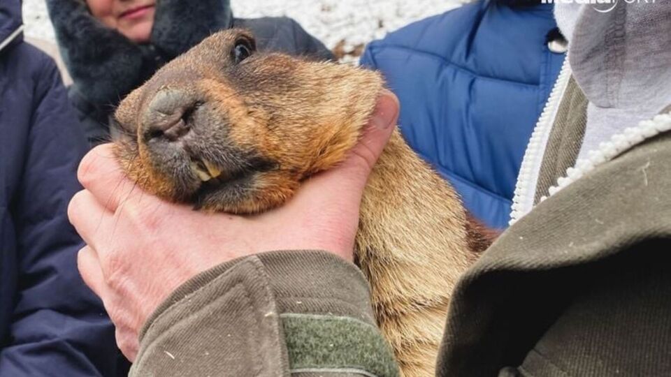 Сурок Тимка живет на биологической станции в поселке Гайдары Змиевского района